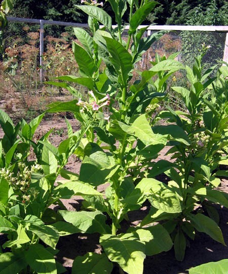 1000 Virginia Bright Leaf Nicotiana Seeds ~ Heirloom Nicotiana Tabacum ~ Fast gr