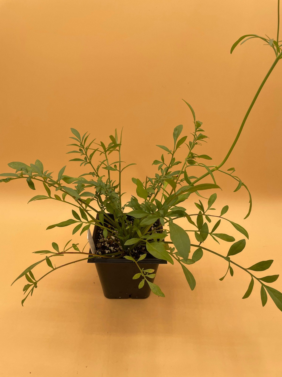 Plains Coreopsis Starter Plant – Coreopsis tinctoria