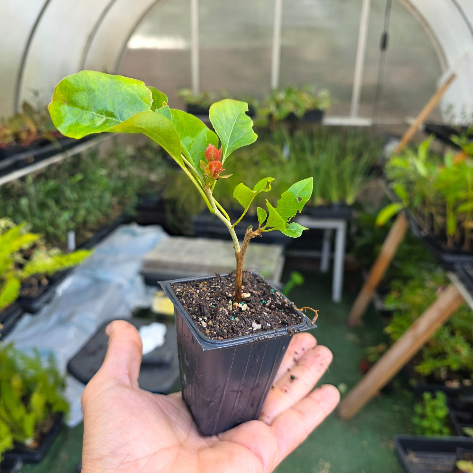 Bougainvillea “Orange King” Live Plant – Well rooted starter/plug plant 3″ pot