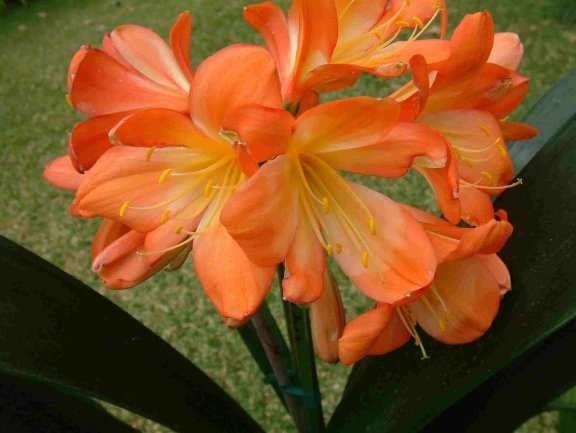 6 Mixed Clivia 3 leaf seedlings