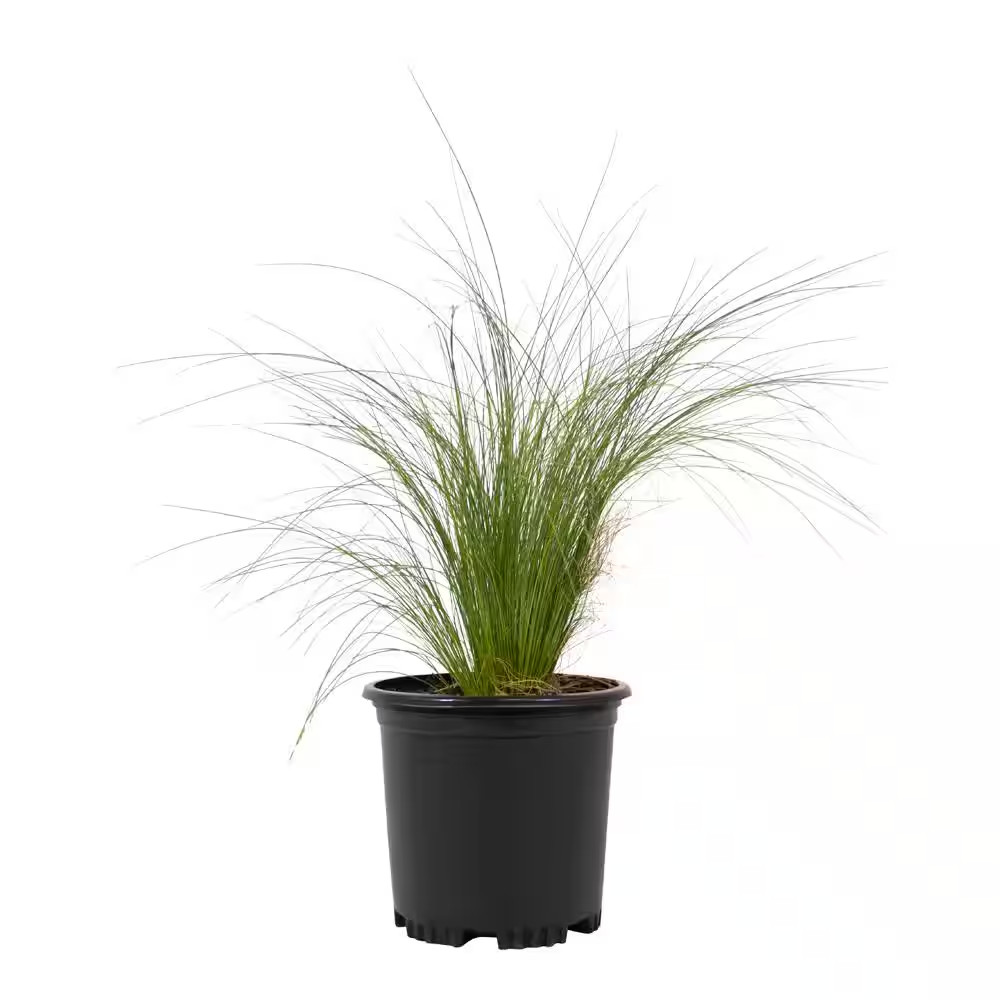 Mexican Feather Grass (Nassella) Ornamental Grass Shrub, 2 Qt. Grower Pot, Droug