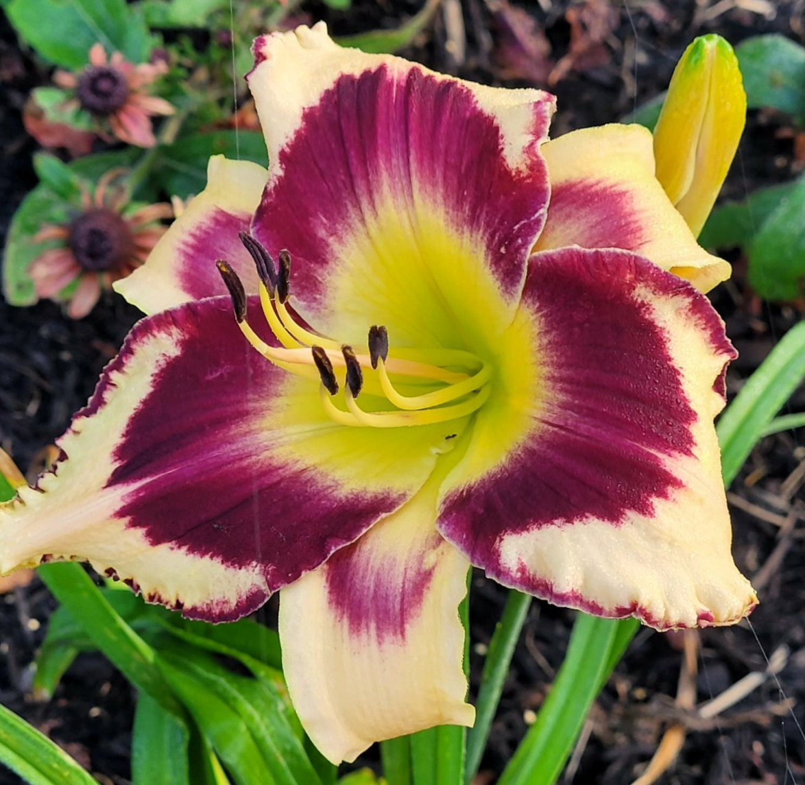 Inkheart Reblooms Two Mature Blooming size Fans Daylily Bare Root Midseason Late