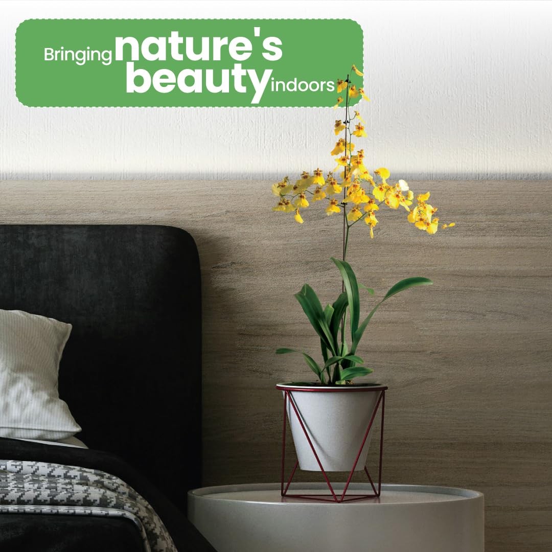 American Plant Exchange Live Oncidium Orchid Plant Colorful Flowers Dancing
