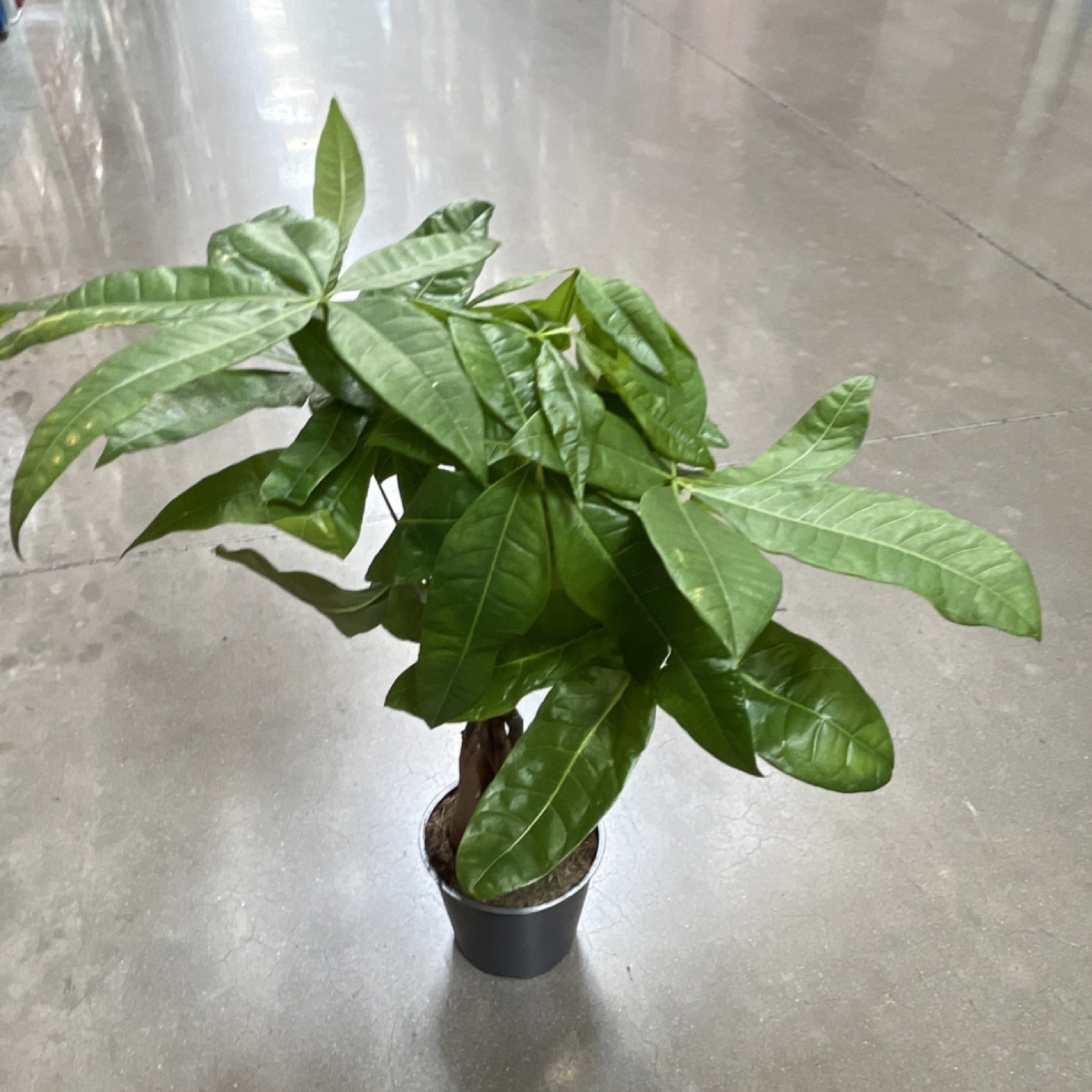 Money Tree Pachira Indoor Potted Plant Braided Trunk Green Leaves Black Pot