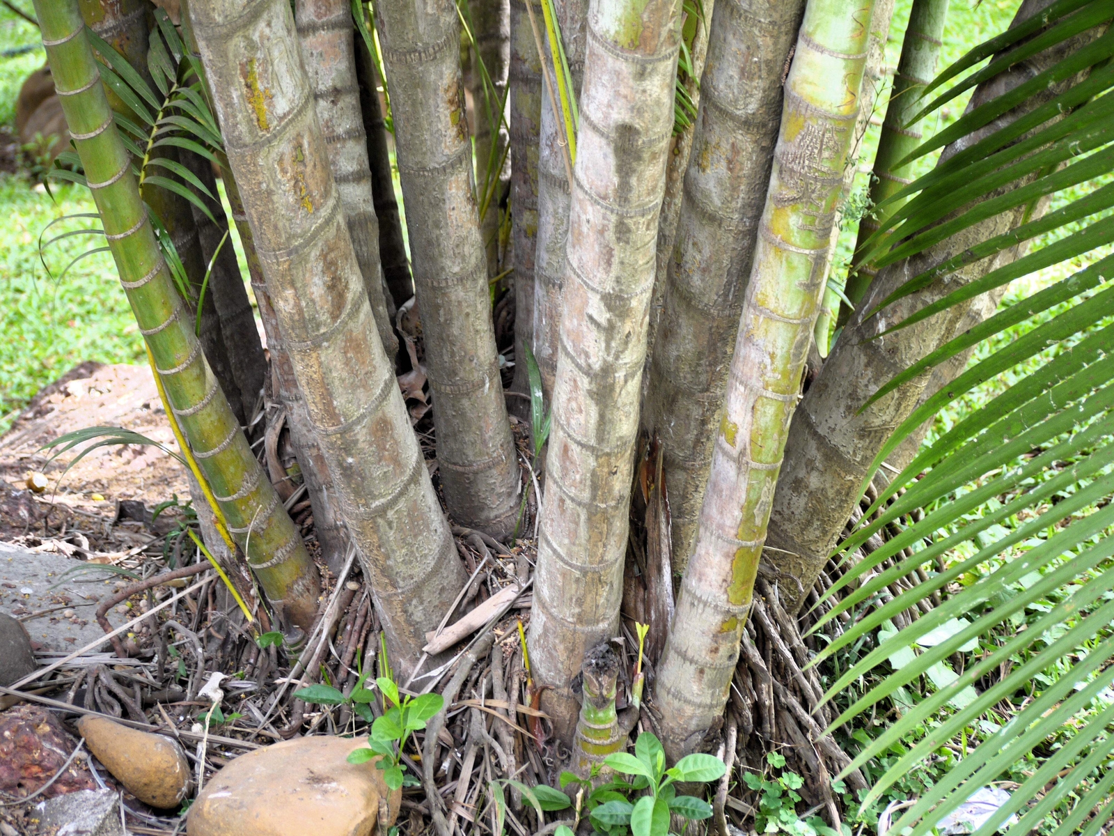5 BAMBOO PALM Chamaedorea Seifrizii Parlor Palm Tree Sun Shade Houseplant Seeds