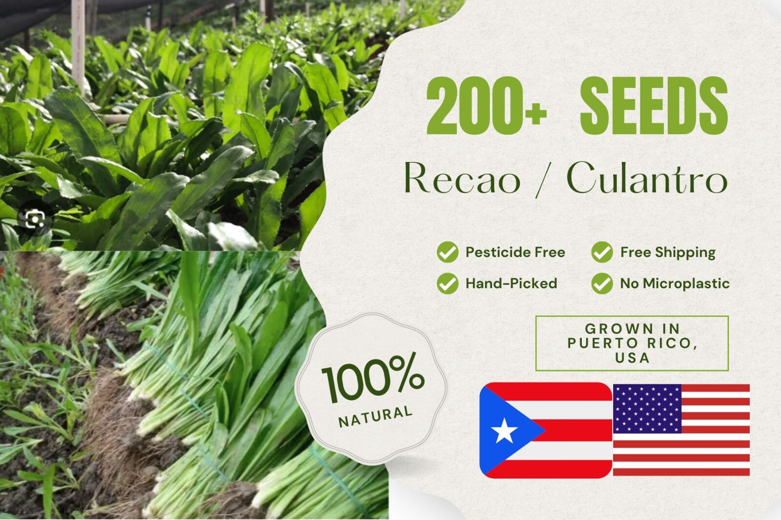 200+ Seeds, Recao de Puerto Rico, Culantro, ngo-gai, long coriander, Organic