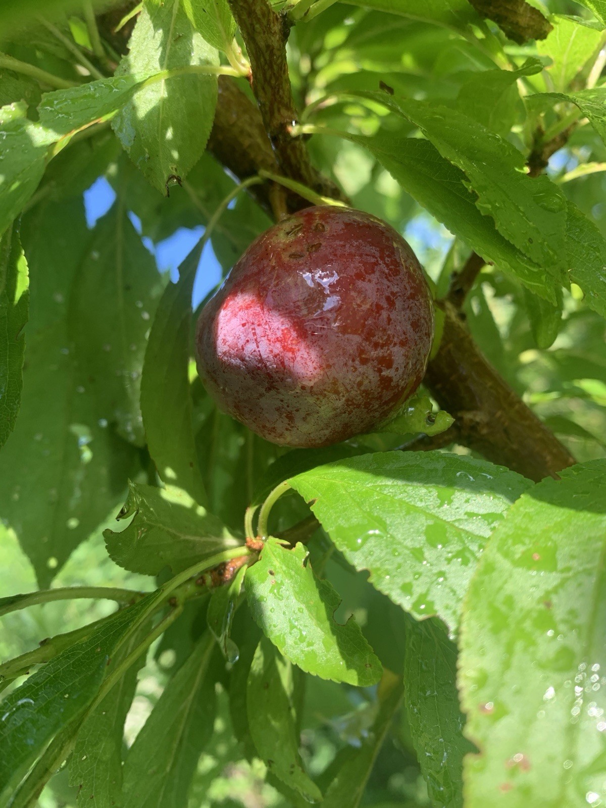 3 Methley plum cuttings/scions