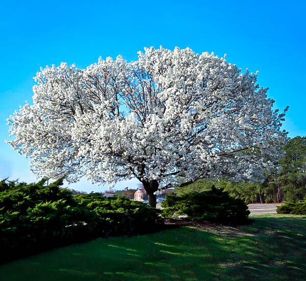 White Flowering Dogwood Tree – Live Potted Plant – Quart Pot – Cornus florida