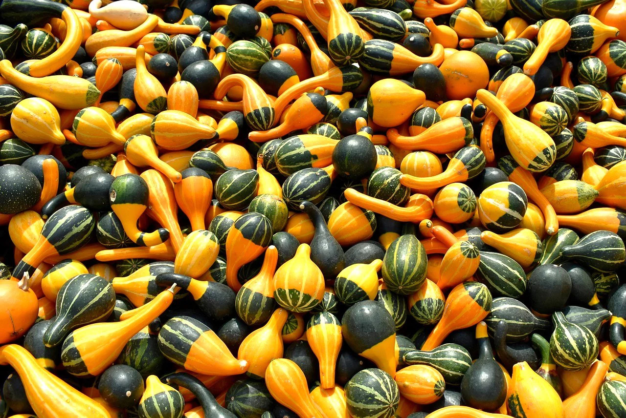 Bicolor Pear Ornamental Gourd Seeds – For 2025 Planting Yellow Green White