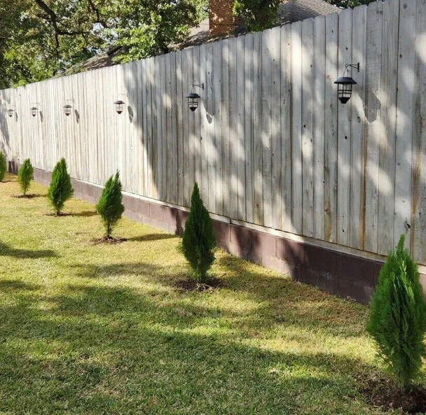 25pck- 1 Gallon – EMERALD GREEN ARBORVITAE – Live Privacy Trees Garden Shade Fen