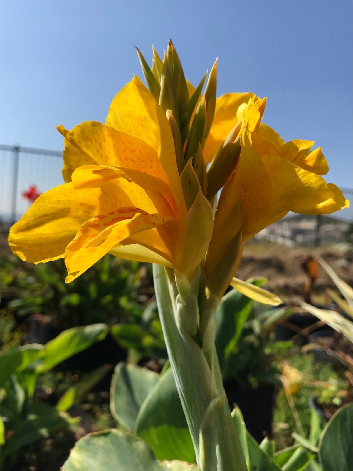 Golden Lucifer Rhizomes – Yellow Red Speckled Blooms – 1-Rhizome
