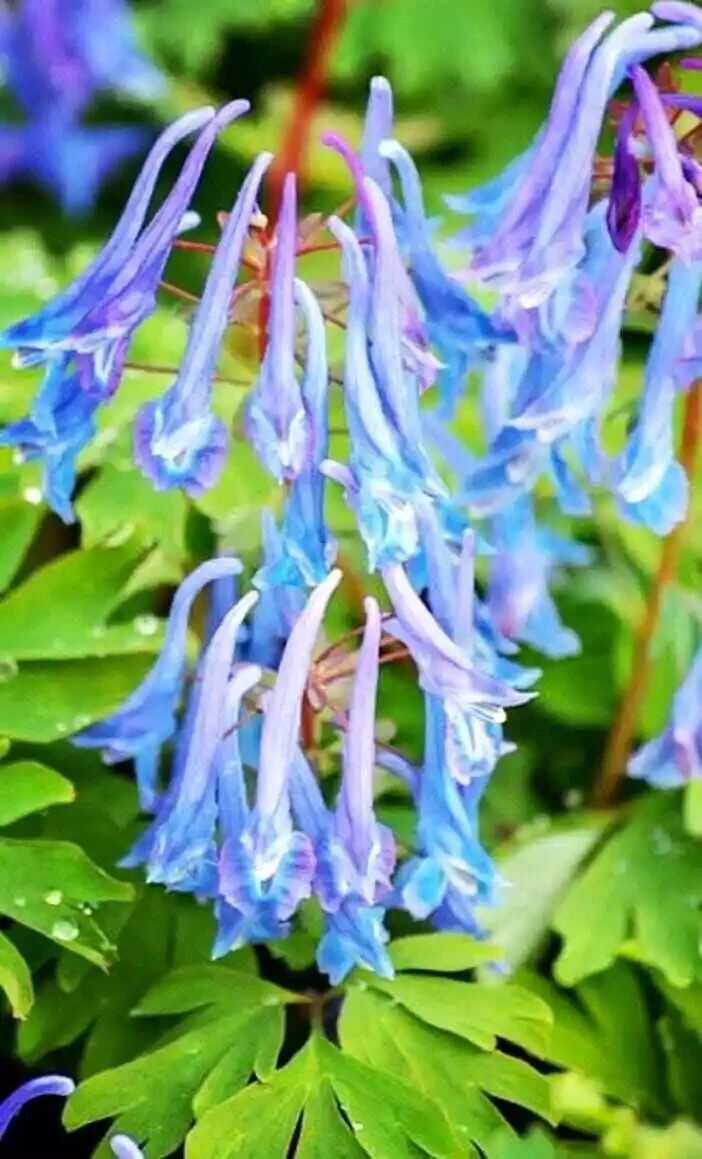 25 Ocean Bleeding Heart Seeds Dicentra Spectabilis Flowers Seed Flower US SELLER