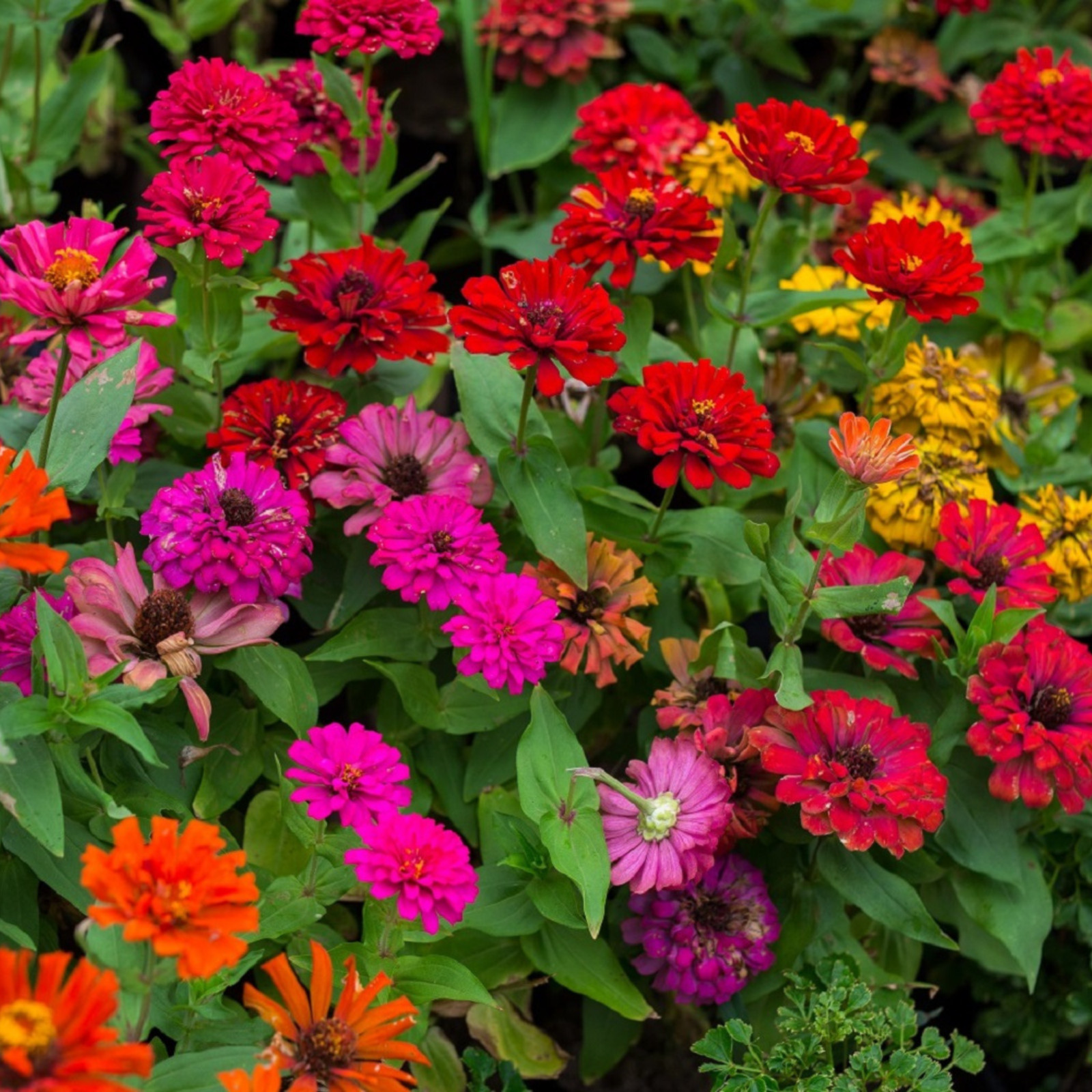 California Giant Zinnia Flower Seeds | Non-GMO | Fresh Annual Flower Seeds