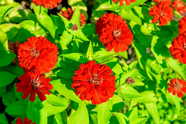 100 SCARLET FLAME ZINNIA SEEDS | 2026 SALE FREE SHIPPING NON GMO HEIRLOOM