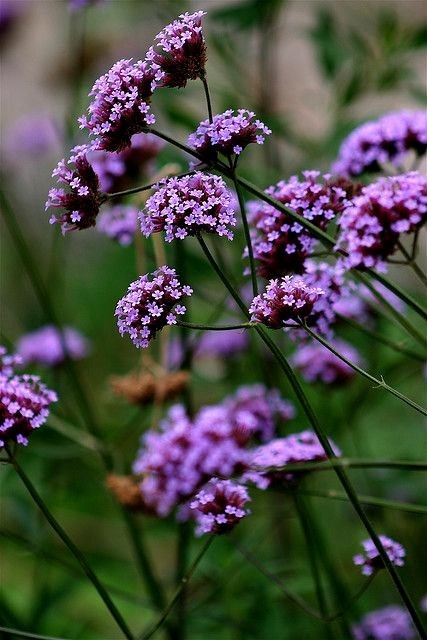4 Plants Tall Verbena (Verbena bonariensis) Attract Butterfly Hummingbird – Pere