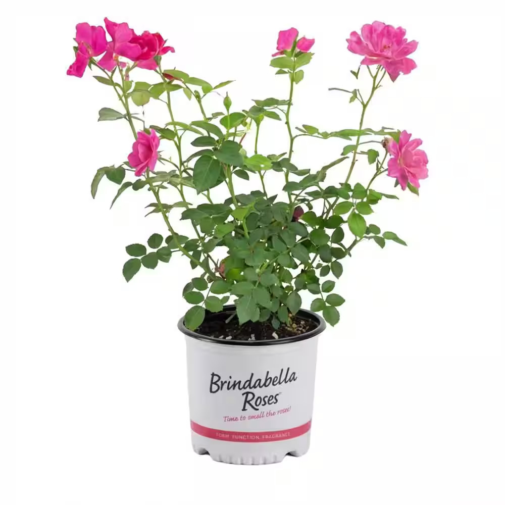 1 Gal. First Lady Brindabella Live Rose with Lavender-Pink Flowers (1-Pack)