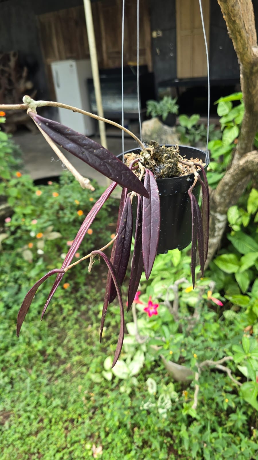 Real Pict Hoya Sulawesiana Super Red leaves