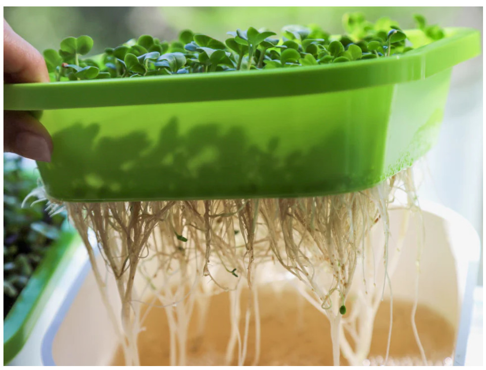 Organic MICROGREEN Seeds | Fresh Heirloom Non GMO Sprouting Seeds