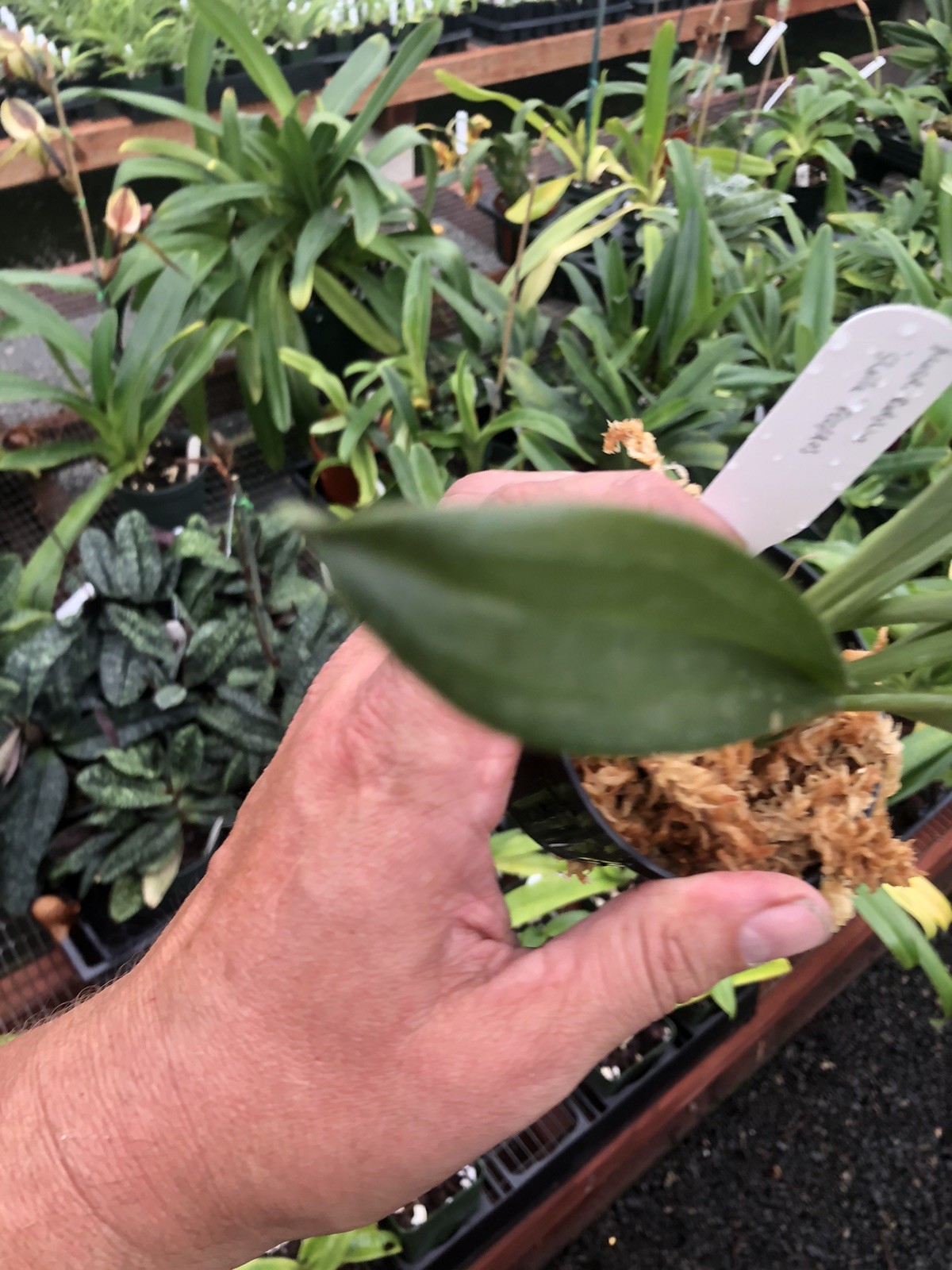 Masdevallia Redshine ‘Sheila’ FCC/AOS Easy Grower