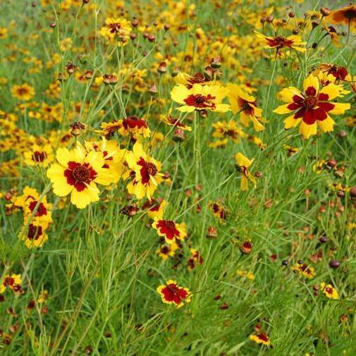 Coreopsis tinctoria | Calliopsis | Tickseed | 200_Seeds