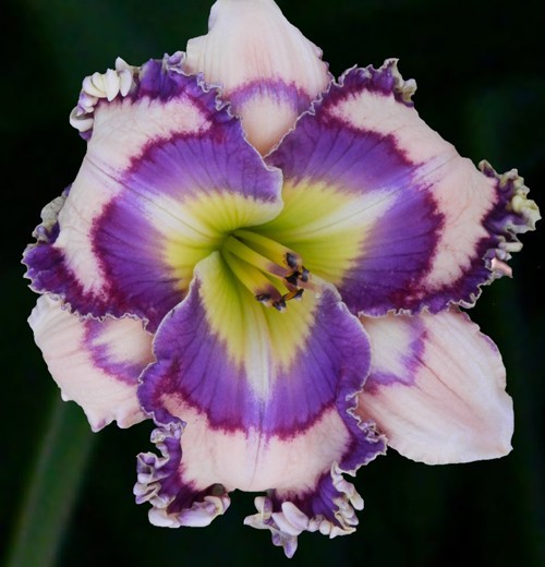 2 Double Bareroot Fans Jared Timothy Bell Daylily