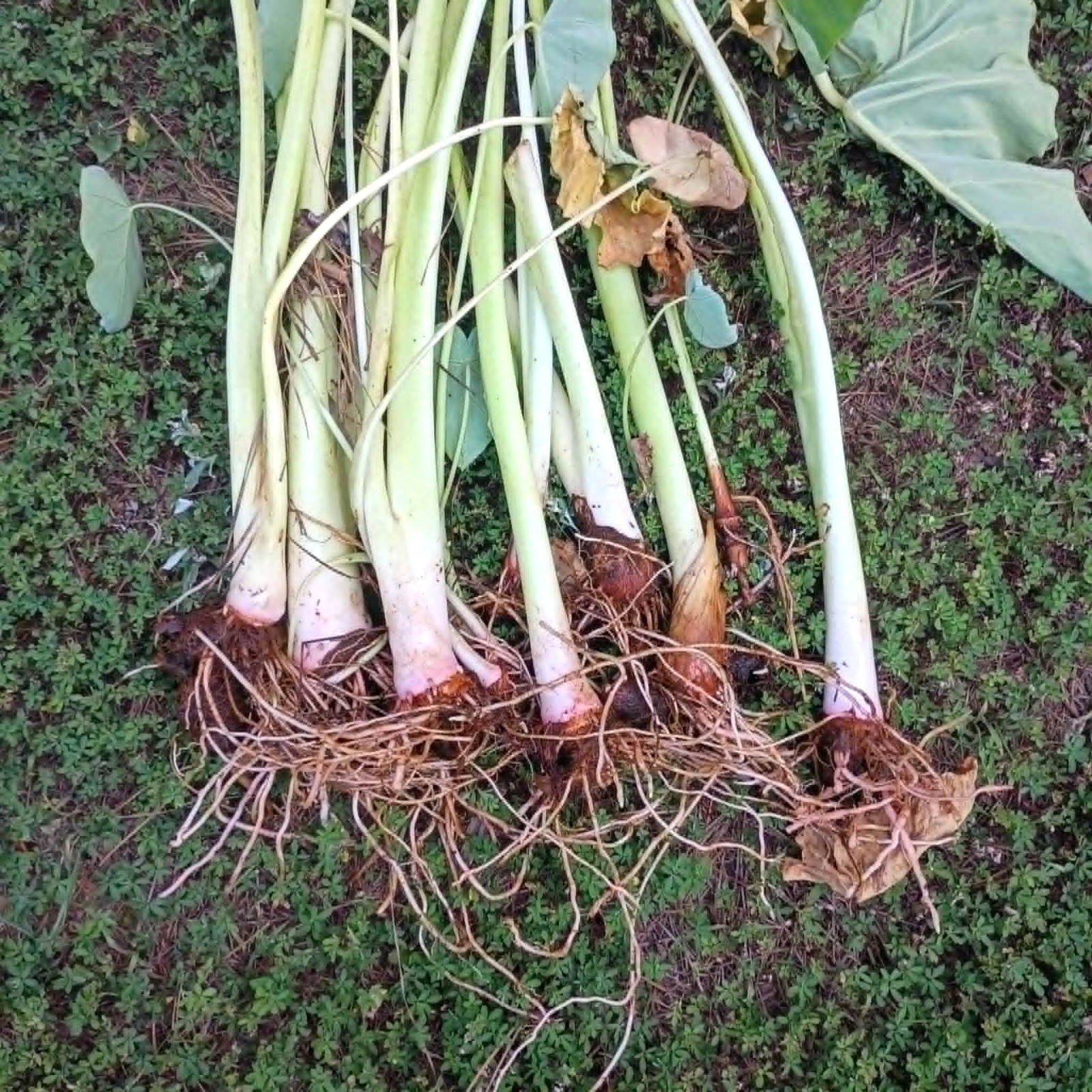 LOT OF 6 Elephant Ear Root Live Plants Tropical Colocasia Large Green Foliage