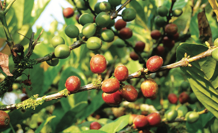 Coffea liberica LIBERIAN COFFEE Seeds!