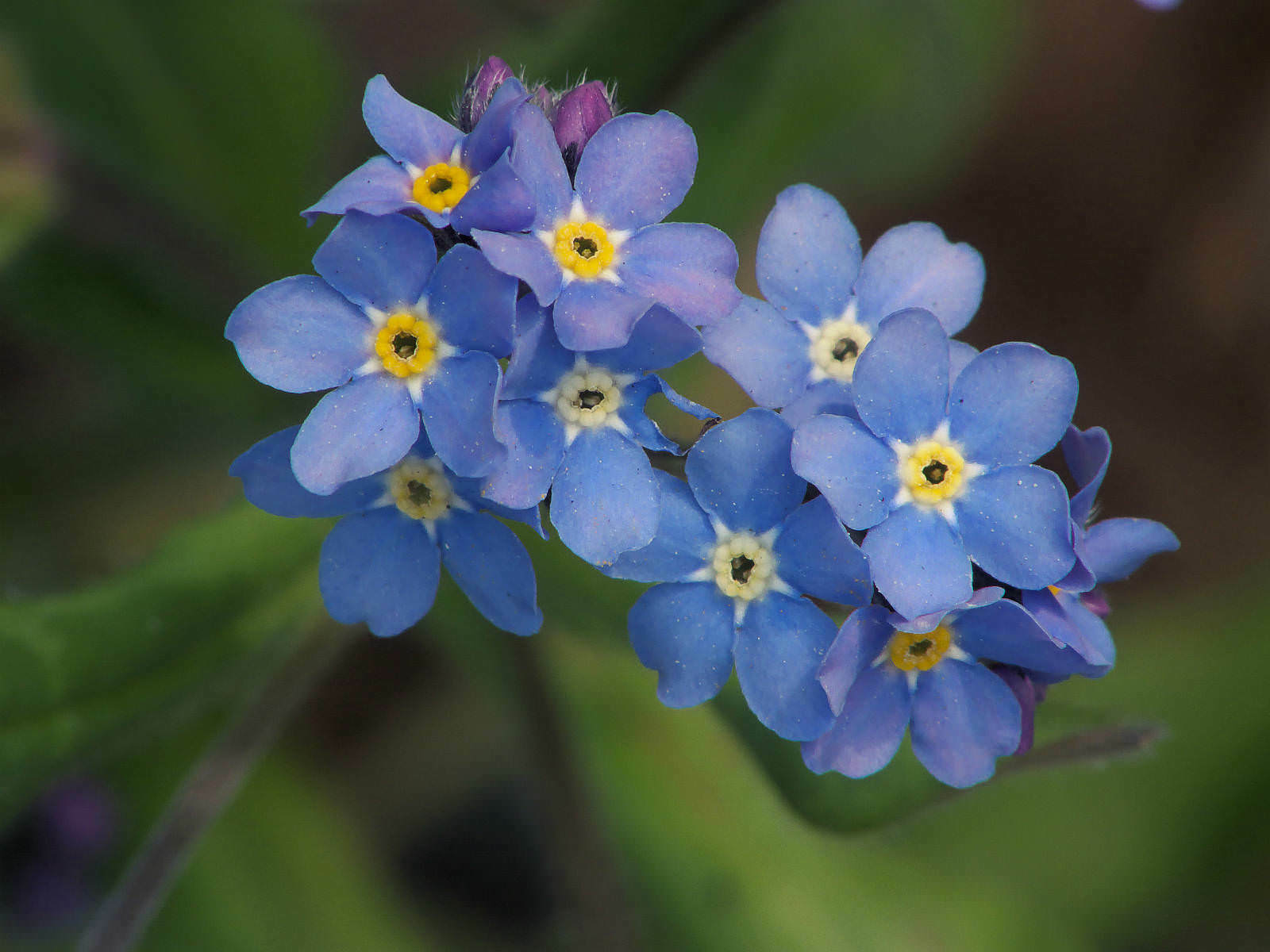 400+FORGET ME NOT Seed Woodland Wildflower Blue Blooms Spring Summer F.Sun/Shade
