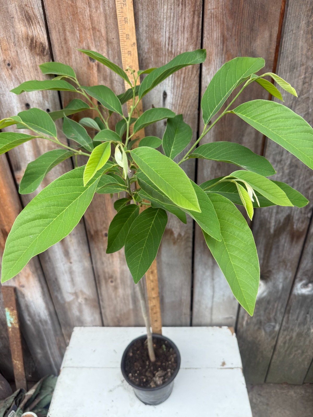 1 Rare Grafted Pineapple Annona Cherimola X A Squannosa Atemoya, Annona Squnnosa