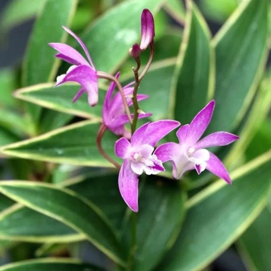 Fragrant Orchid Dendrobium Kingianum variegated Compact Grow In 3″ Pot