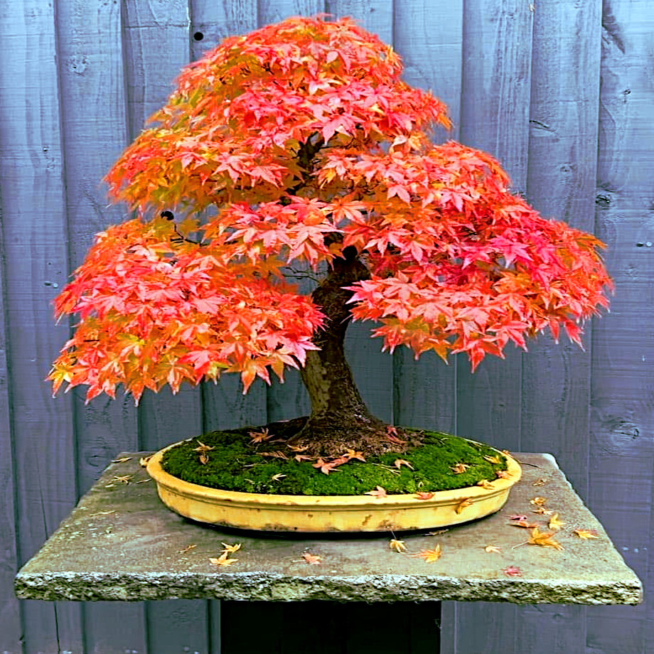 *RED SUNSET* Japanese Maple (Acer rubrum) Tree Seeds, Landscaping or Bonsai