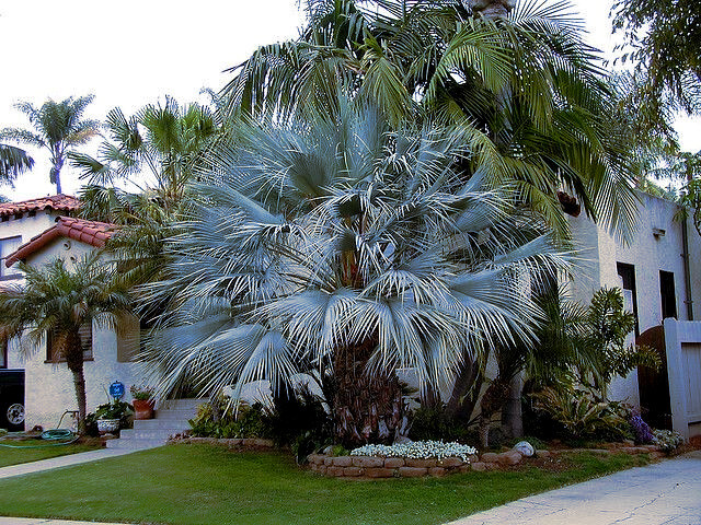 100 Mexican Blue Hesper Fan Palm Tree Seeds Grey Goddess Tropical Cold Hardy!