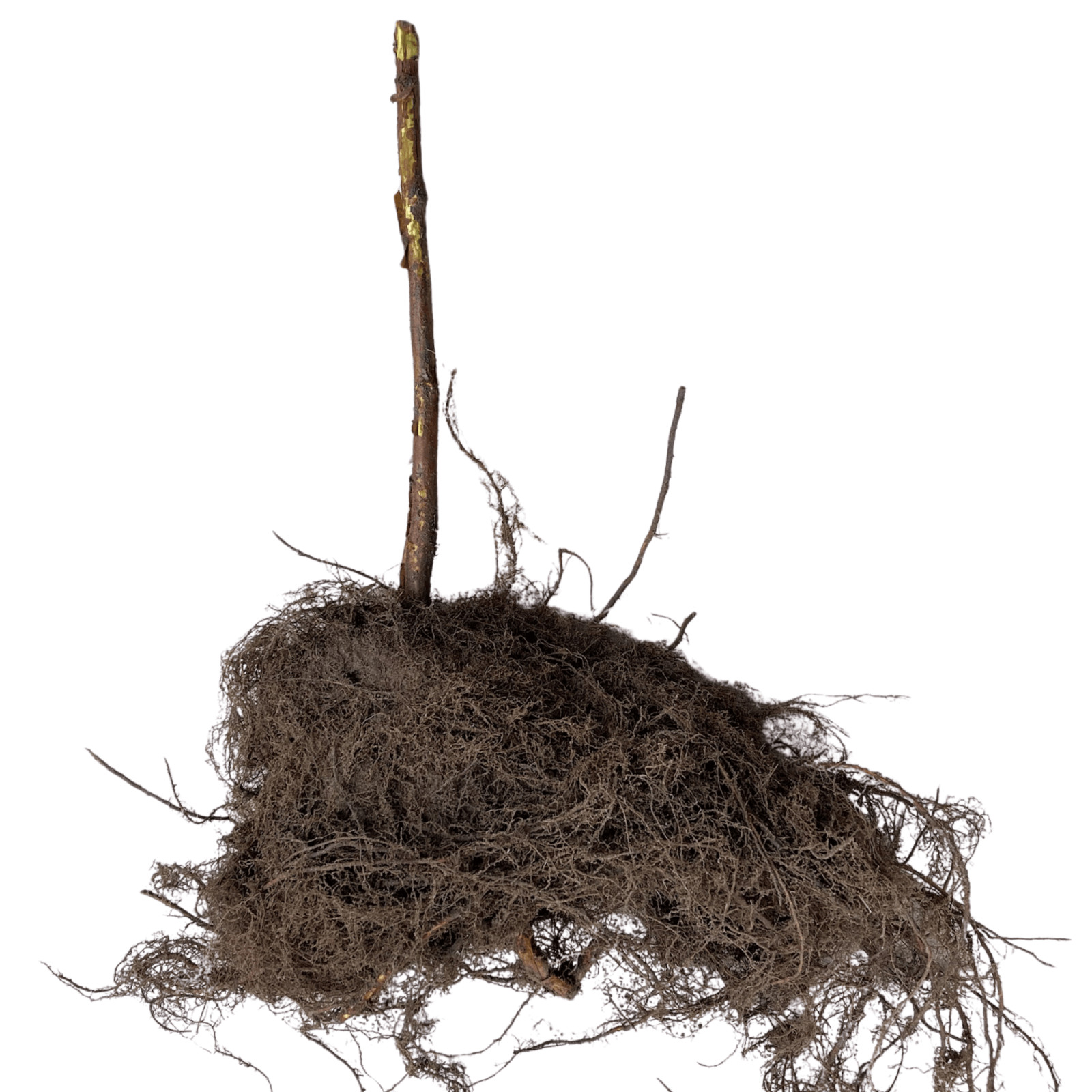 Hand Picked Nursery Anne Raspberry Canes – Bare Root Canes, 1-Year-Old