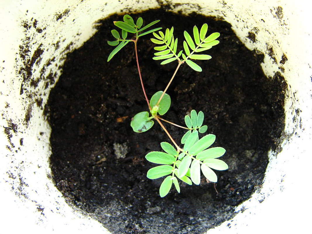 1-1000 PCS Shameplant Tree Seeds Sensitive Sleeping Mimosa Pudica Purple 0149