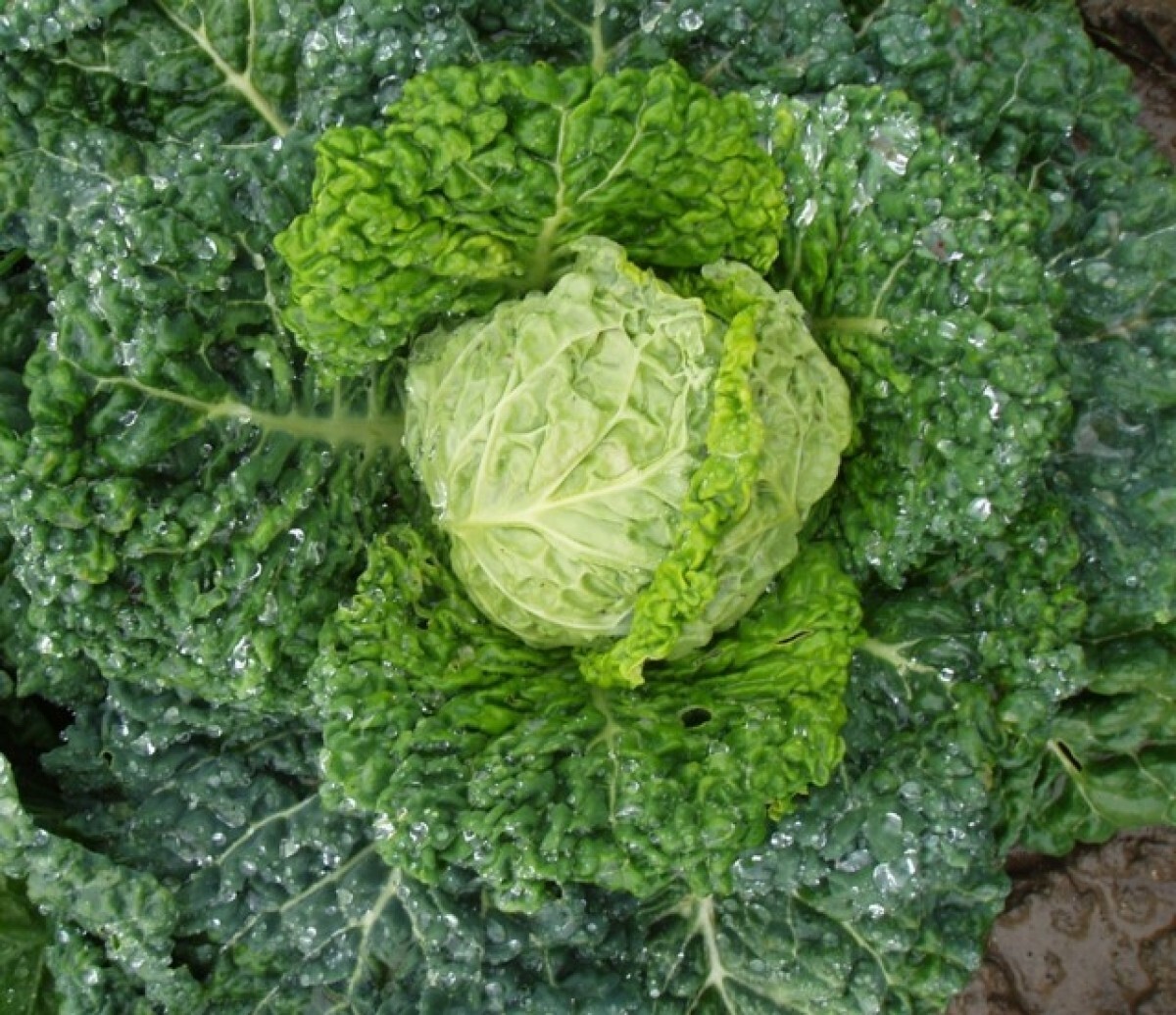 Cabbage Seeds, Savory Perfection, Cabbage Seeds to plant in your home garden,
