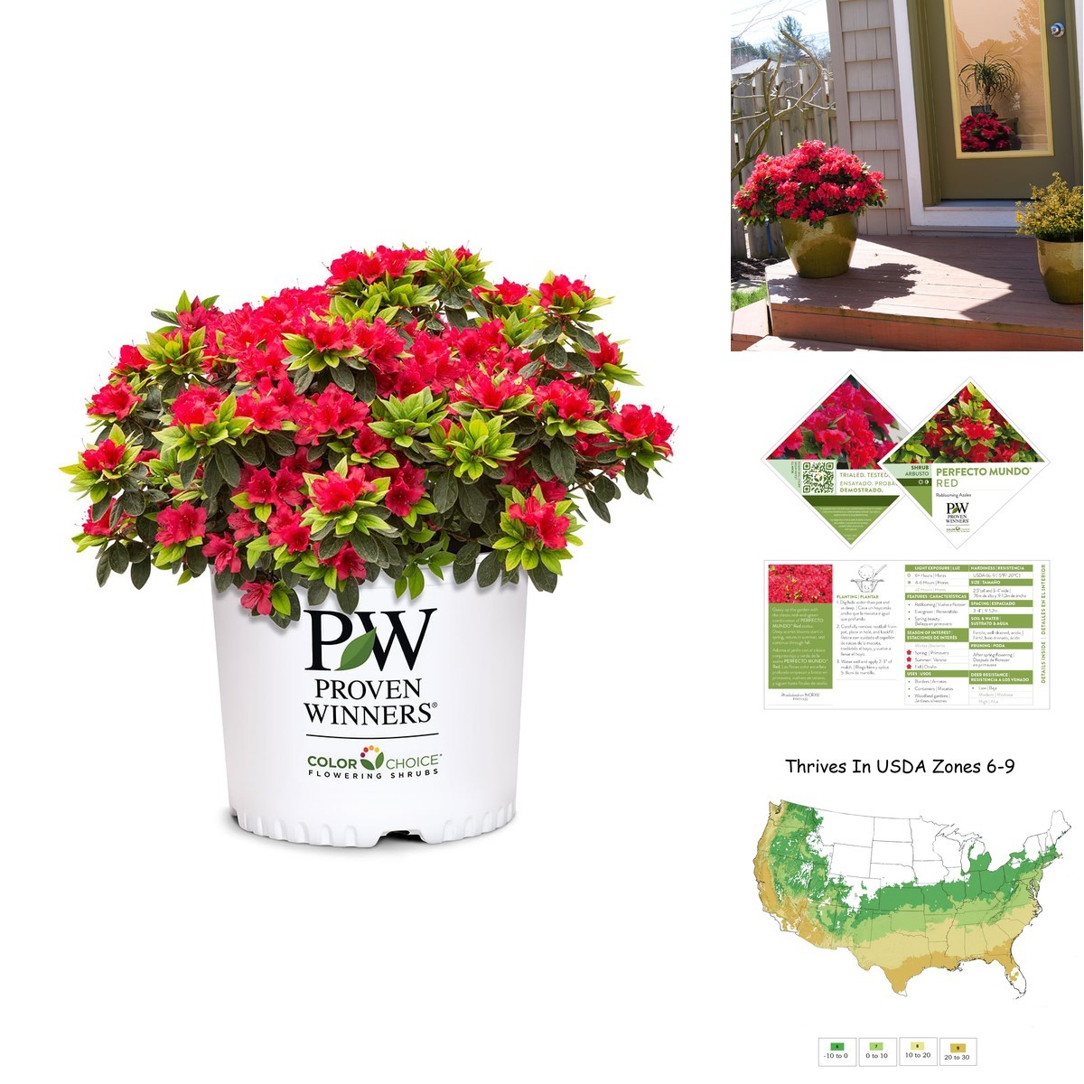 Proven Winners 2 Gal. Perfecto Mundo Red Azalea Shrub