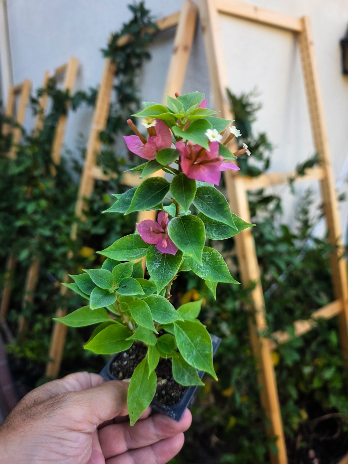 Bougainvillea Torch Glow – Live starter plant in 3 inch pot – California Grown