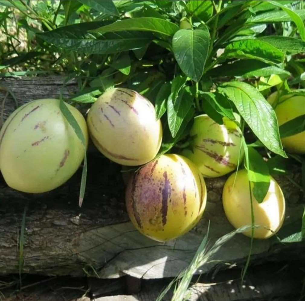 25 PCS Pepino Melon Seeds Solanum Muricatum Fruit Seeds Planting Garden Tool