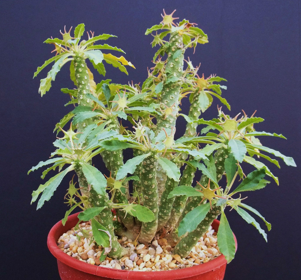 DORSTENIA VARIETY MIX, exotic rare pachycaul cactus caudex bonsai seed 100 SEEDS