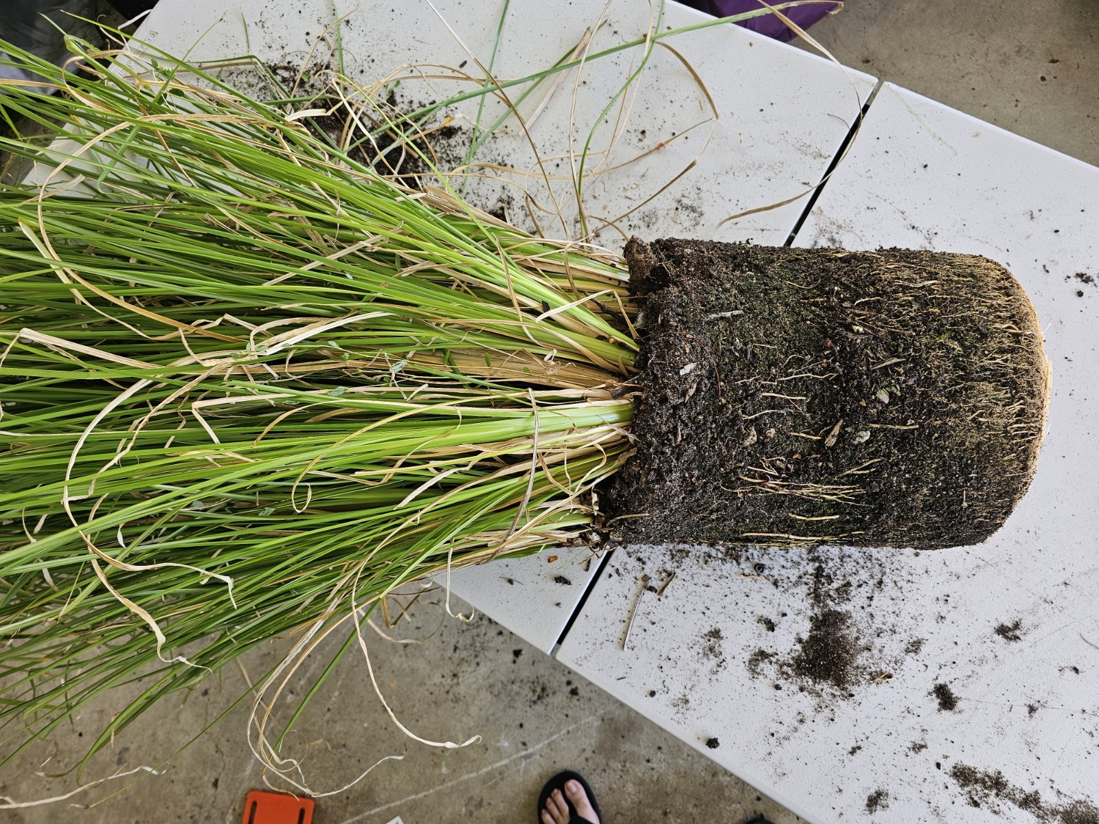 Vetiver live plant for EROSION CONTROL & Ornamental use