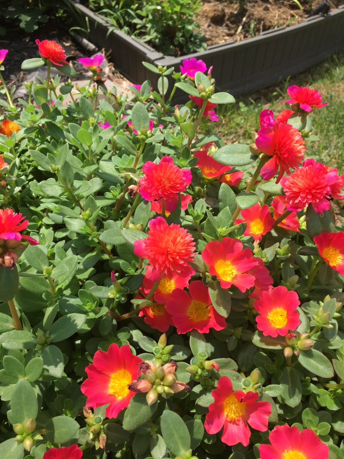 10 Ornamental Purslane Cuttings (Flowering ) – Vibrant Blooms – Easy to Grow