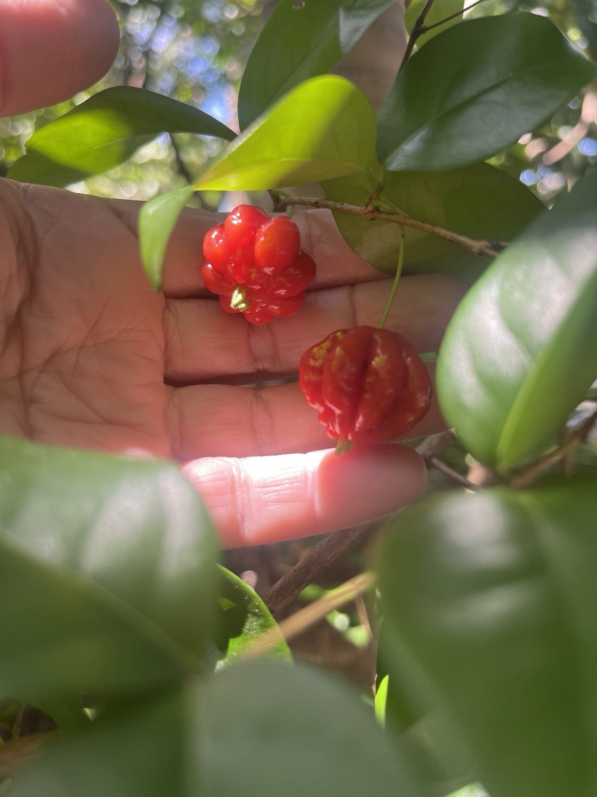 Sweet Surinam Cherry Seeds, Eugenia Uniflora Seeds 20 Pieces