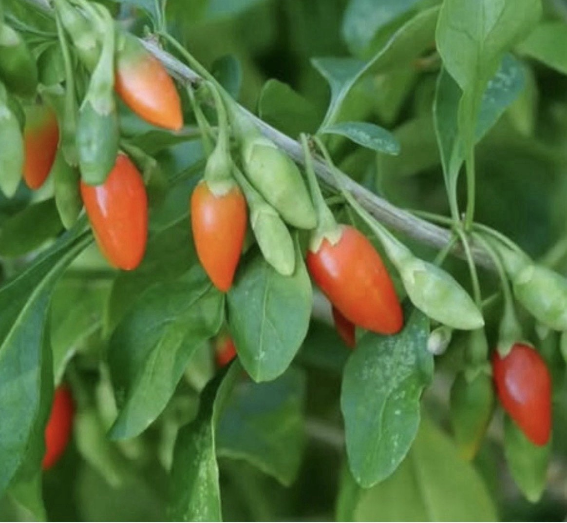 Goji Berry (Lycium) Seedlings, Edible Flowering Shrub Plant, 1 Pack