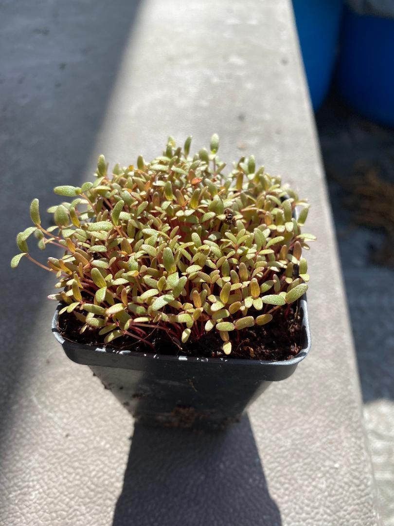 10,000 GREEN PURSLANE SEEDS Healthy Herb Portulaca Oleracea – Non-GMO
