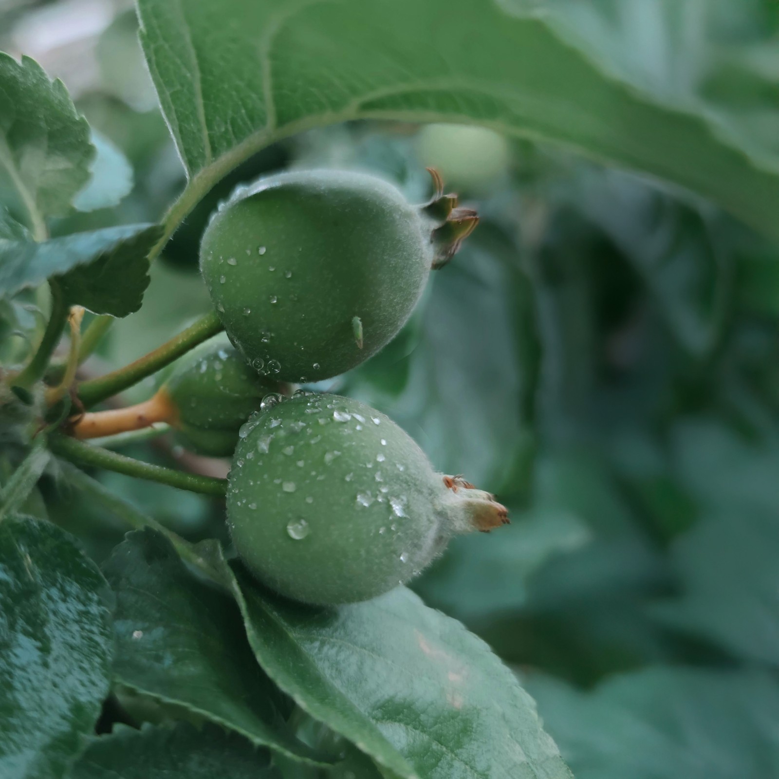 Pineapple Guava (Feijoa) Trees in 2.5-inch Nursery Cubes | Feijoa Sellowiana