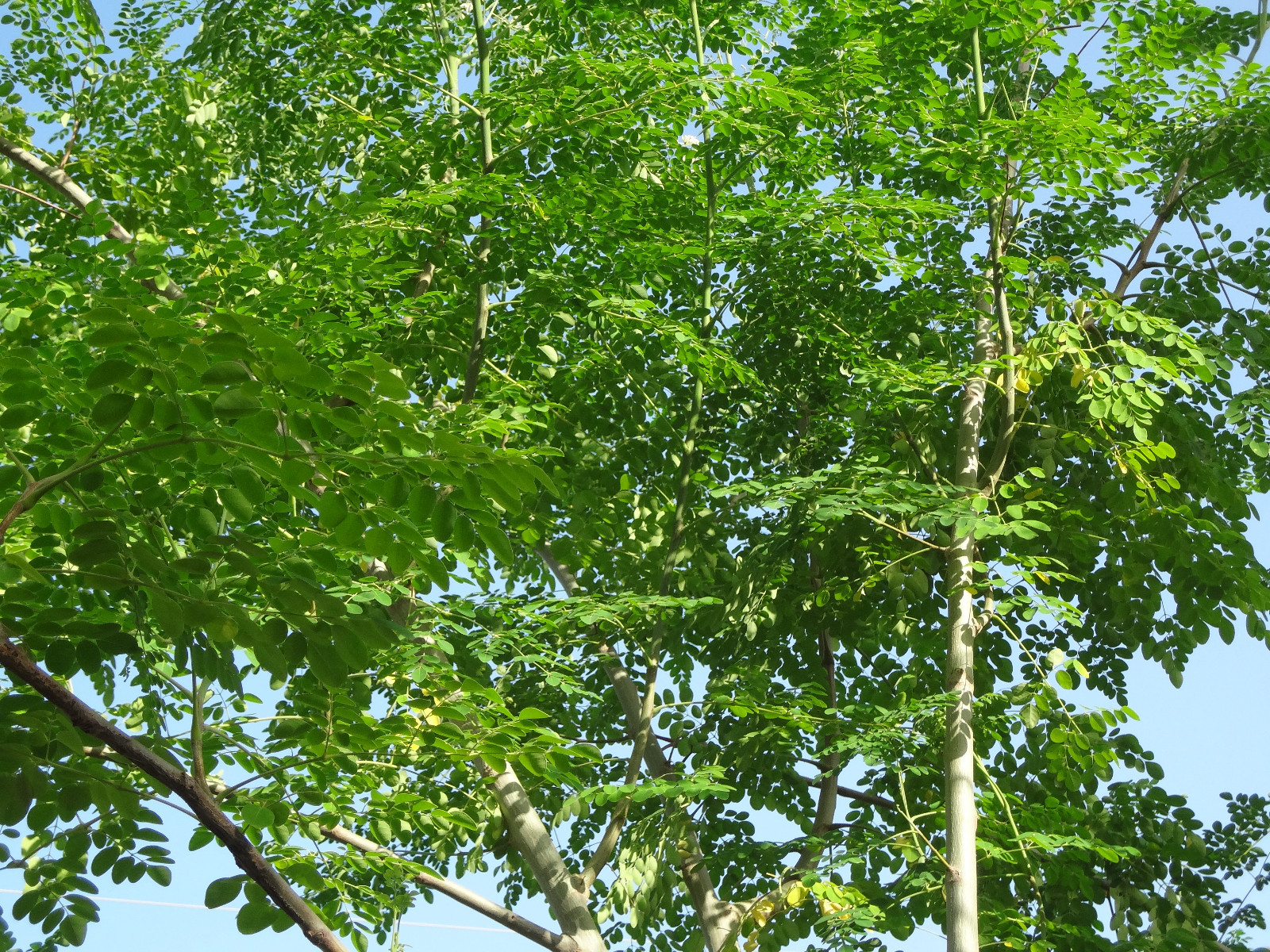 SUPER SPECIAL DEAL!! MORINGA Oleifera STX-1 Most Hardy Organically Grown SEEDS
