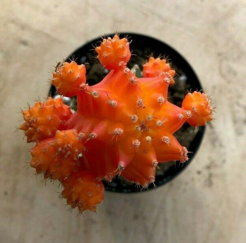 Gyncocaleum Mihanovichii Friedrichii ‘Moon Cactus’ ‘Orange’, Comes in a 2.5″ Pot