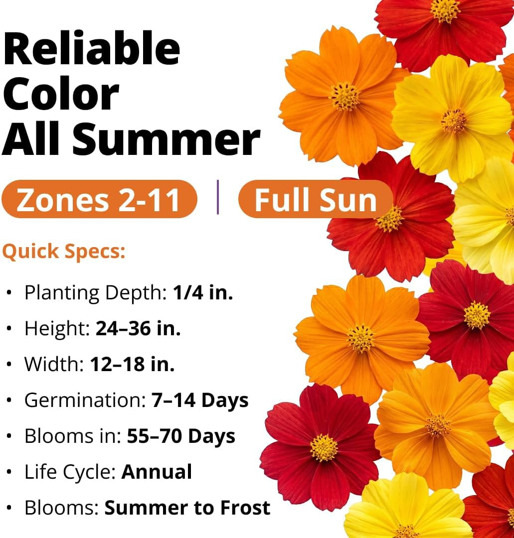 Cosmos Bright Lights Mix Seeds – 2500 Cosmos Sulphureus for Planting Spring 2026