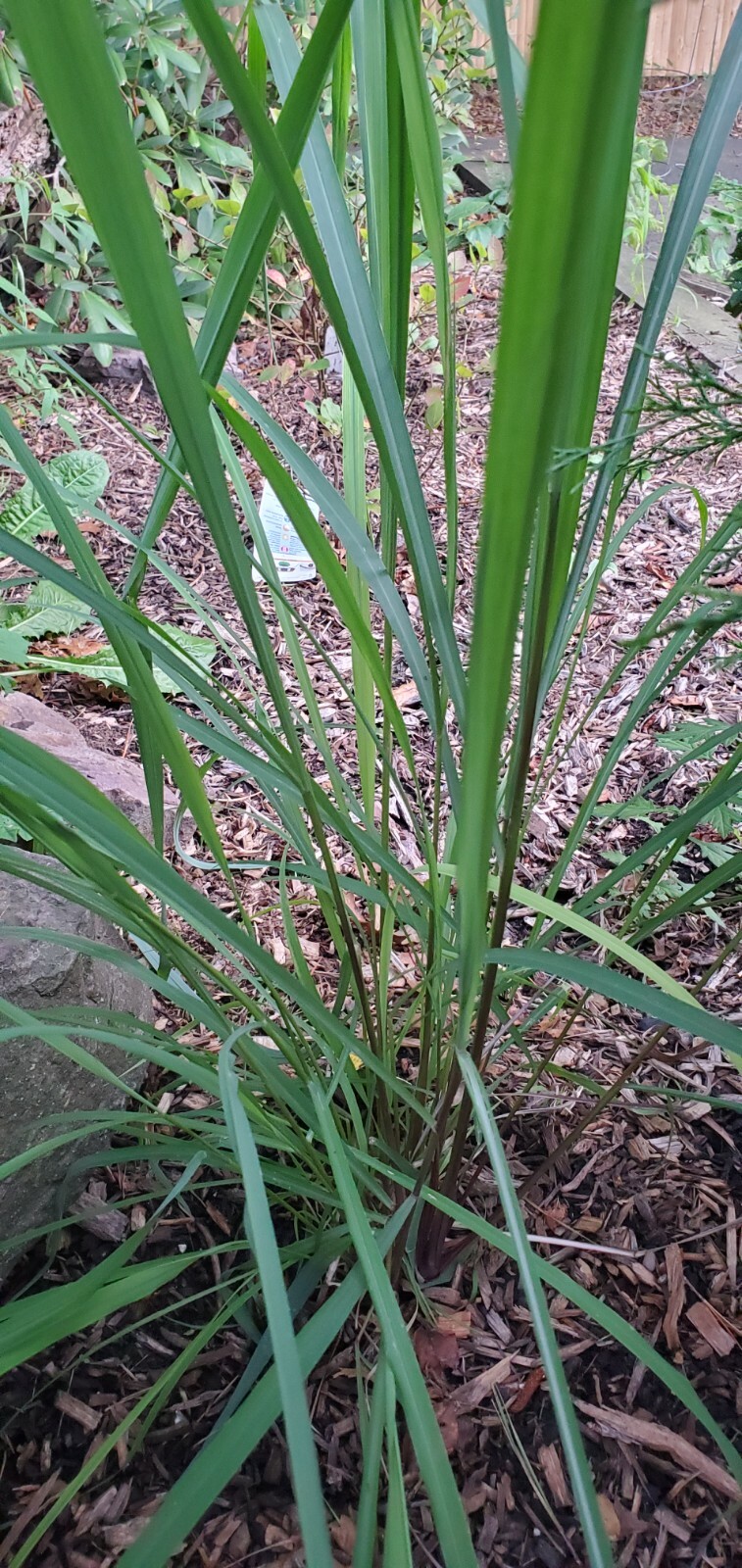1 oz. SEEDS West Indian Lemon Grass culinary herb Cymbopogon Flexuosus by WSS