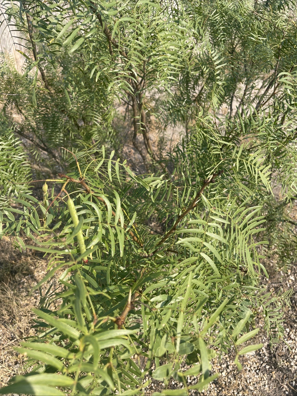 10 Honey Mesquite Seed Pods ( Prosopis glandulosa) Drought Tolerant Legume 2025